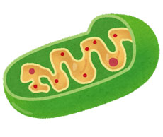 ミトコンドリアの活性化